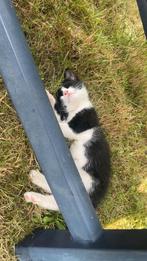 Kitten, Dieren en Toebehoren, Geslacht onbekend, Kortharig, 0 tot 2 jaar
