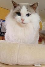 Herplaatser: mooie blue bicolor Ragdoll poes met stamboom, Dieren en Toebehoren, Katten en Kittens | Raskatten | Langhaar, Poes