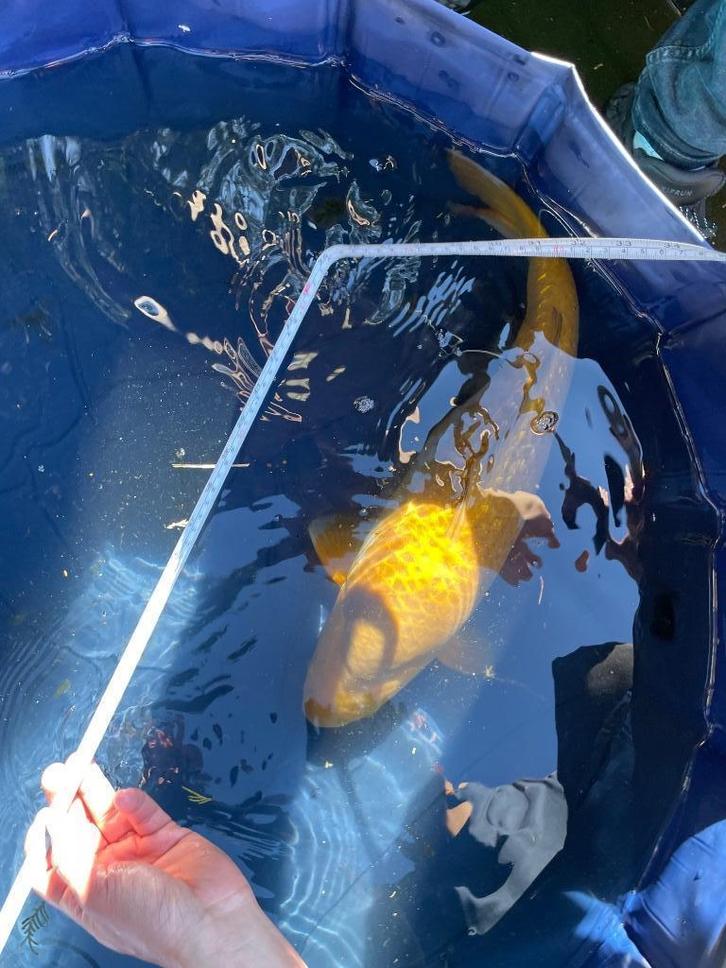 gin rin chagoi Japanse koi, Dieren en Toebehoren, Vissen | Vijvervissen, Karper of Koi