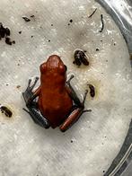 Oophaga Pumilio Almirante, Dieren en Toebehoren, Reptielen en Amfibieën, Amfibie, 0 tot 2 jaar