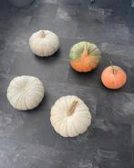 Pompoen, Ophalen of Verzenden, Volle zon