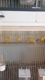 Kanaries, Dieren en Toebehoren, Vogels | Kanaries, Meerdere dieren, Kleurkanarie