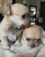 Chihuahua pup reu / raszuiver, Dieren en Toebehoren, Honden | Chihuahua's en Gezelschapshonden, Reu, 8 tot 15 weken, Eén hond