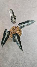 Alocasia Bambino Pink Variegata #1, Huis en Inrichting, Kamerplanten, Ophalen of Verzenden