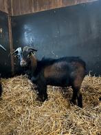 Twee bokken, Dieren en Toebehoren, Schapen, Geiten en Varkens, Mannelijk, Geit