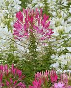 Zaden kattensnor - Cleome Spinosa White of Rose Queen, Verzenden, Voorjaar, Volle zon, Zaad