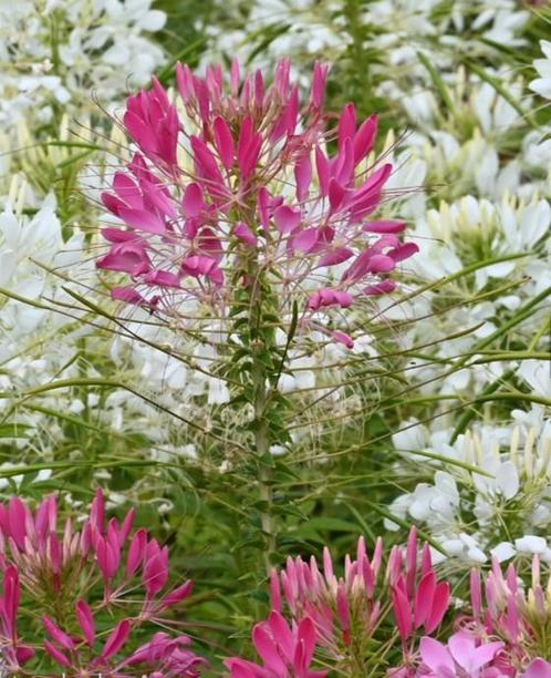 Zaden kattensnor - Cleome Spinosa White of Rose Queen, Tuin en Terras, Bloembollen en Zaden, Zaad, Voorjaar, Volle zon, Verzenden