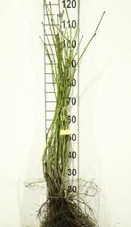 Gewone plataan plantgoed Platanus acerifolia 100/125cm, Tuin en Terras, Planten | Bomen, Ophalen, Volle zon, Overige soorten