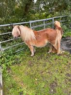 Shetlandpony. Shetlander, Dieren en Toebehoren, Pony's, Merrie, A pony (tot 1.17m), 0 tot 2 jaar