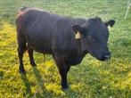 Mooie zwarte Dexter stier, Dieren en Toebehoren, Runderen, Mannelijk, 0 tot 2 jaar