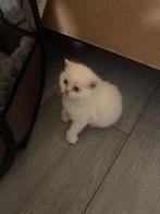 Lieve kittens te reserveren, Dieren en Toebehoren, Katten en Kittens | Overige Katten