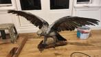 Adelaar Opgezet Taxidermy / taxidermie 1894 mancave, Ophalen of Verzenden, Vogel, Opgezet dier