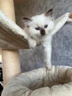 Lilac en chocolate point ragdolls met stamboom, Dieren en Toebehoren, Katten en Kittens | Raskatten | Langhaar, Kater, Gechipt