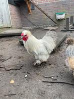 Gratis zijdehoender kriel haan, Dieren en Toebehoren, Pluimvee, Mannelijk, Kip