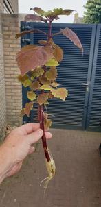 SIERNETELS, Ophalen of Verzenden, Volle zon, Overige soorten
