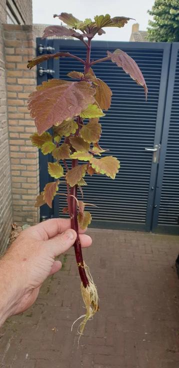 SIERNETELS beschikbaar voor biedingen