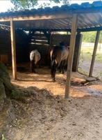 Pony Paddock Paradise (pensionstalling) Nistelrode, Dieren en Toebehoren, Stalling en Weidegang