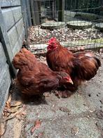 Cochin kriel rood, Dieren en Toebehoren, Meerdere dieren, Kip