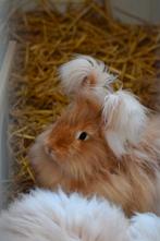 Gezocht: raszuivere angora ram, kleur geel., Dieren en Toebehoren, Konijnen, Mannelijk, Groot
