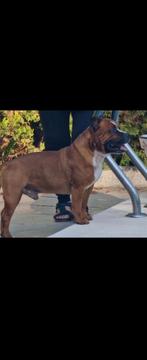 Eenmalig nestje tussen engelse stafford lagotto romagnolo, 8 tot 15 weken, Meerdere, Meerdere dieren, Nederland
