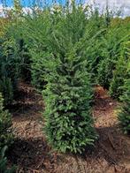 Taxus baccata 🌳 wintergroene haagplant🌳, Ophalen, Conifeer, 100 tot 250 cm