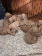 Prachtige labradoodle/golden doodle pups, Dieren en Toebehoren, Honden | Retrievers, Spaniëls en Waterhonden, CDV (hondenziekte)