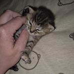 Ragdoll X maine coon kittens mogen verhuizen, Dieren en Toebehoren, Katten en Kittens | Raskatten | Langhaar, Meerdere dieren