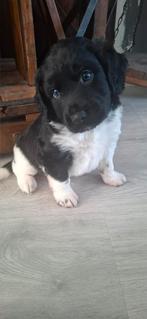 Lief reutje, Dieren en Toebehoren, Honden | Retrievers, Spaniëls en Waterhonden, 8 tot 15 weken, Eén hond, Nederland, Particulier