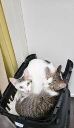 Binkie is een prachtig kitten van 8 maanden jong, Kater, Kortharig, 0 tot 2 jaar