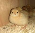 Legkip kuikens (lohman), Dieren en Toebehoren, Meerdere dieren, Kip