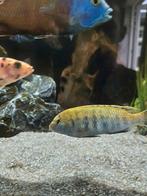 3 x Metriaclima, Vis