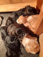 Te koop boomer/ toypoedel pup, Dieren en Toebehoren, Overige rassen, 8 tot 15 weken, Meerdere, Meerdere dieren