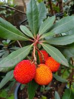 Arbutus unedo / mediterrane aardbeiboom / wintergroen  ‼️, In pot, Volle zon, 250 tot 400 cm, Winter