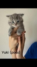 Nog 1 Britse korthaar kitten over, Meerdere dieren, Ontwormd, 0 tot 2 jaar
