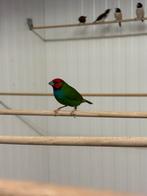 Kortstaart ppa/peals, Dieren en Toebehoren, Vogels | Overige Vogels, Meerdere dieren, Geringd