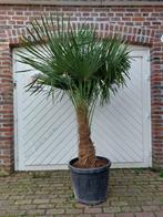 WINTERHARDE TRACHYCARPUS PALMEN., Tuin en Terras, Planten | Bomen, In pot, Halfschaduw, Ophalen of Verzenden, Palmboom