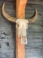 Schedel buffel, Huis en Inrichting, Ophalen of Verzenden, Gebruikt