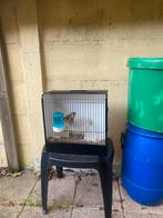 tekoop mooie bastaard majoorputters, Dieren en Toebehoren, Vogels | Overige Vogels, Mannelijk, Wildzangvogel, Geringd