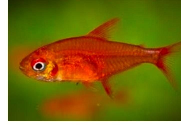 Vuurtetra, Dieren en Toebehoren, Vissen | Aquariumvissen, Zoetwatervis, Vis, Schoolvis