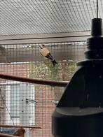 Te koop 2 major putter, Dieren en Toebehoren, Vogels | Overige Vogels, Meerdere dieren, Wildzangvogel