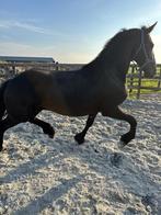 Te koop Fjildsicht (stam 70) Twenter, Dieren en Toebehoren, Paarden, Merrie, 160 tot 165 cm, Gechipt, 0 tot 2 jaar