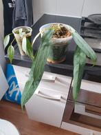 Anthurium wendlingeri stek, Ophalen, Halfschaduw, Minder dan 100 cm