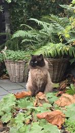 Lieve Ragdoll kater 2,5 jaar, Kater, Gechipt, 0 tot 2 jaar