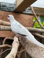 Koppel bonte diamantduiven, Dieren en Toebehoren, Meerdere dieren, Overige soorten