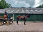 Prachtig menpaard - merrie, Dieren en Toebehoren, Paarden, Merrie, Recreatiepaard