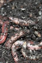 wormen, maden, casters, dauwpieren etc evt per post, Watersport en Boten, Hengelsport | Witvissen, Ophalen of Verzenden, Nieuw