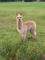 Alpaca hengst cria veulen fawn mak hobby fokker stamboek, Dieren en Toebehoren, Mei