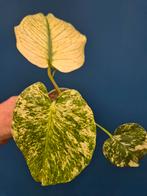 Monstera Mint p12 (2), Huis en Inrichting, Ophalen of Verzenden, Halfschaduw, Minder dan 100 cm