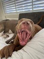 Puppys gezocht. Oproep puppy pups, Dieren en Toebehoren, 8 tot 15 weken, Teef, Parvo, Meerdere