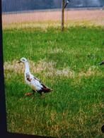 Vrouwtjes loopeenden 2025., Dieren en Toebehoren, Pluimvee, Vrouwelijk, Eend